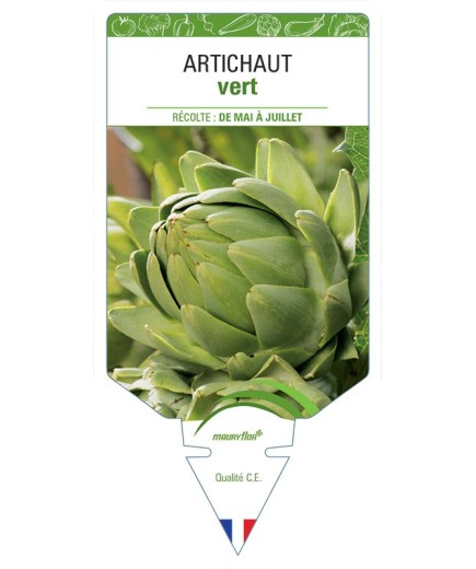 ARTICHAUT VERT
