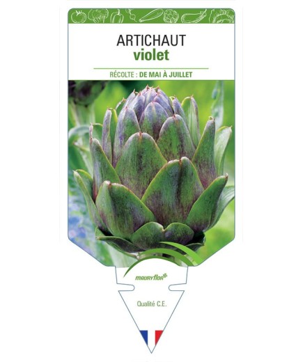ARTICHAUT VIOLET