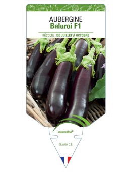 AUBERGINE BALUROI F1