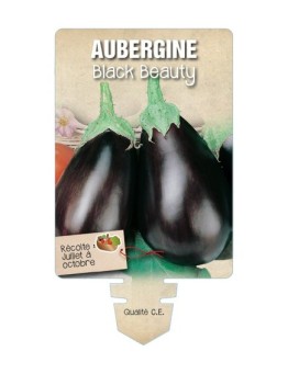 AUBERGINE BLACK BEAUTY *