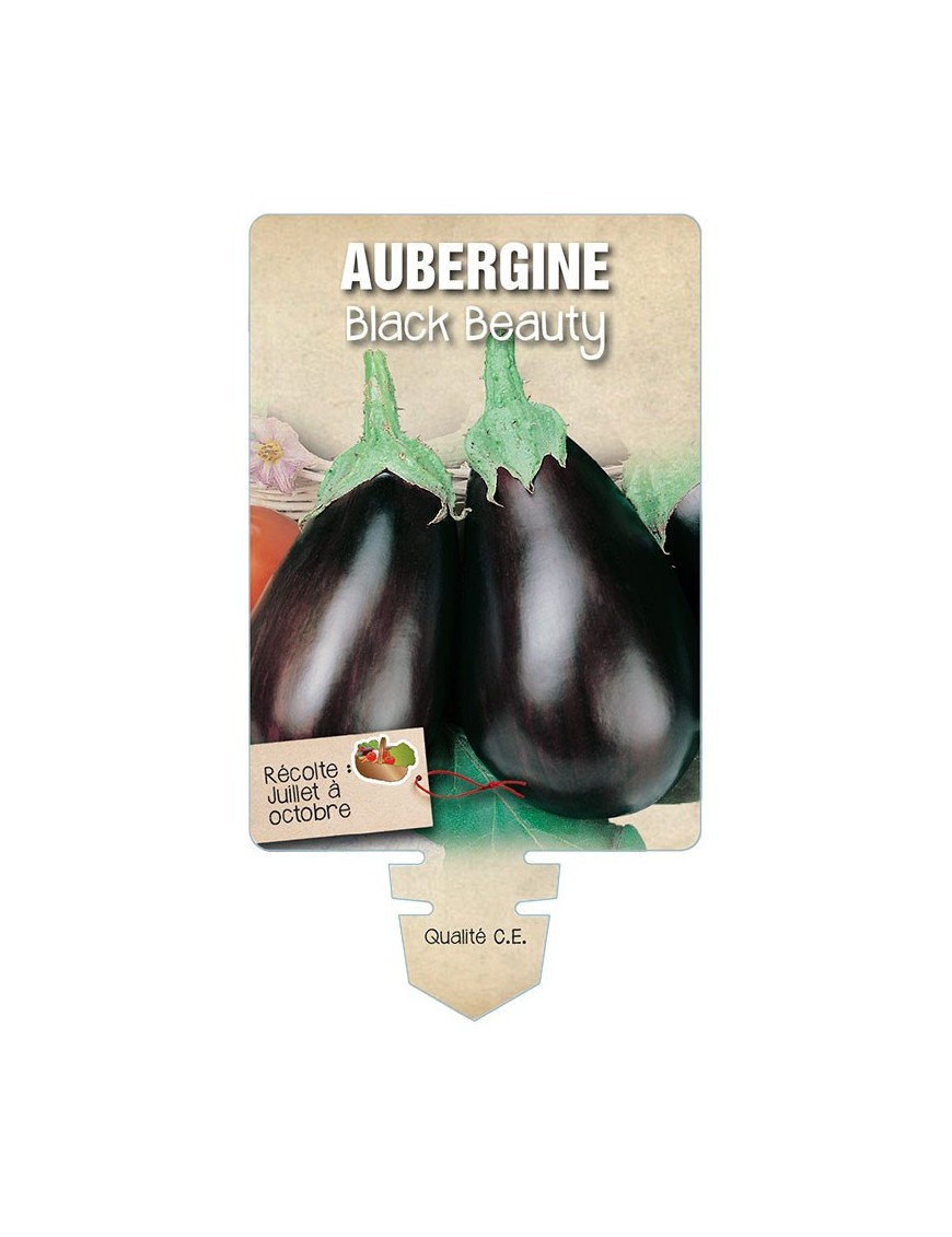 AUBERGINE BLACK BEAUTY *