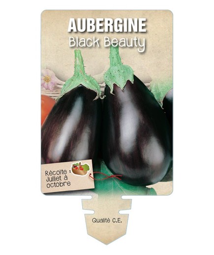 AUBERGINE BLACK BEAUTY *
