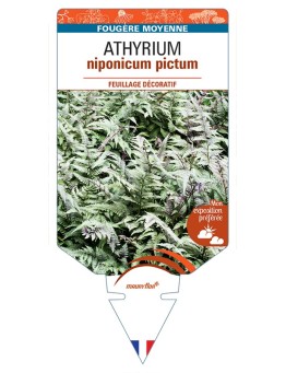ATHYRIUM niponicum pictum
