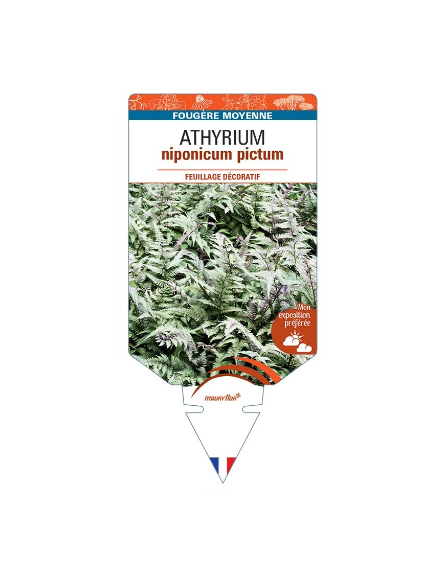 ATHYRIUM niponicum pictum