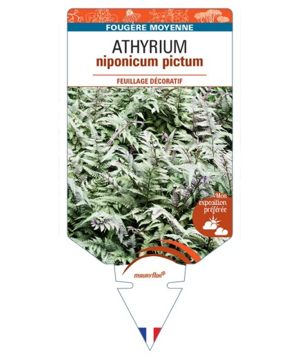 ATHYRIUM niponicum pictum