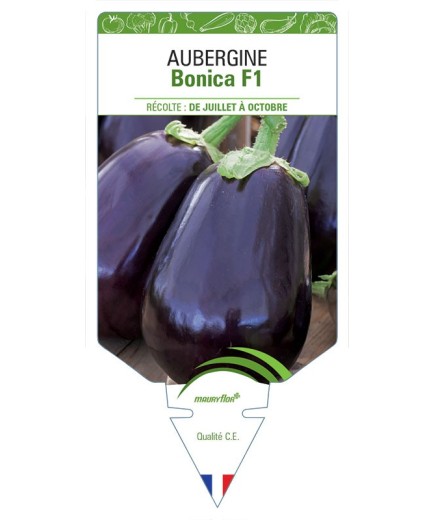 AUBERGINE BONICA F1