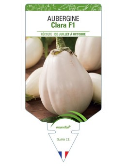 AUBERGINE (blanche) CLARA F1