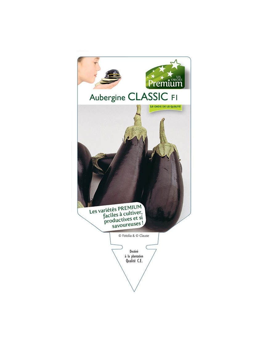 AUBERGINE CLASSIC F1