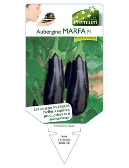 AUBERGINE (longue) MARFA F1