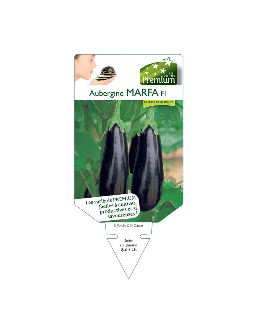 AUBERGINE (longue) MARFA F1