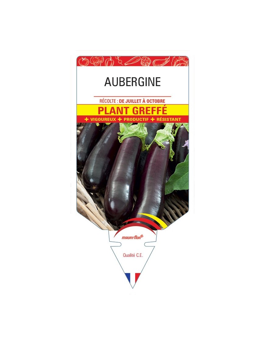 AUBERGINE PLANT GREFFÉ
