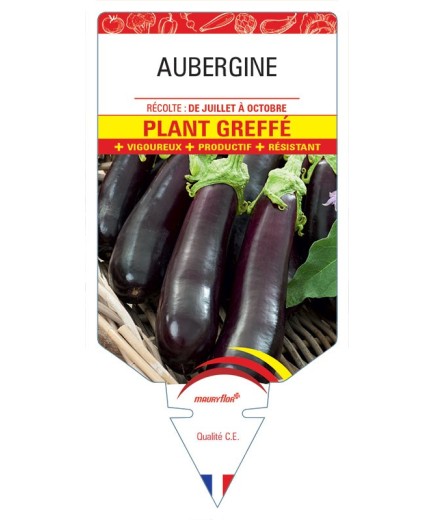 AUBERGINE PLANT GREFFÉ