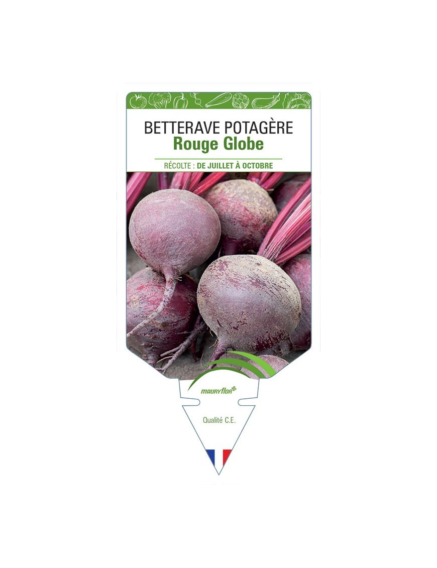 BETTERAVE ROUGE GLOBE