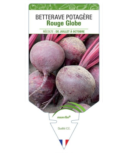 BETTERAVE ROUGE GLOBE