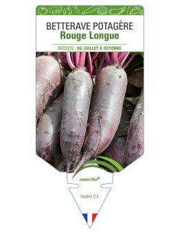 BETTERAVE ROUGE LONGUE *