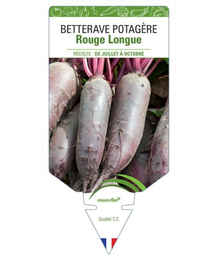 BETTERAVE ROUGE LONGUE *
