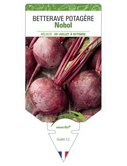 BETTERAVE ROUGE NOBOL