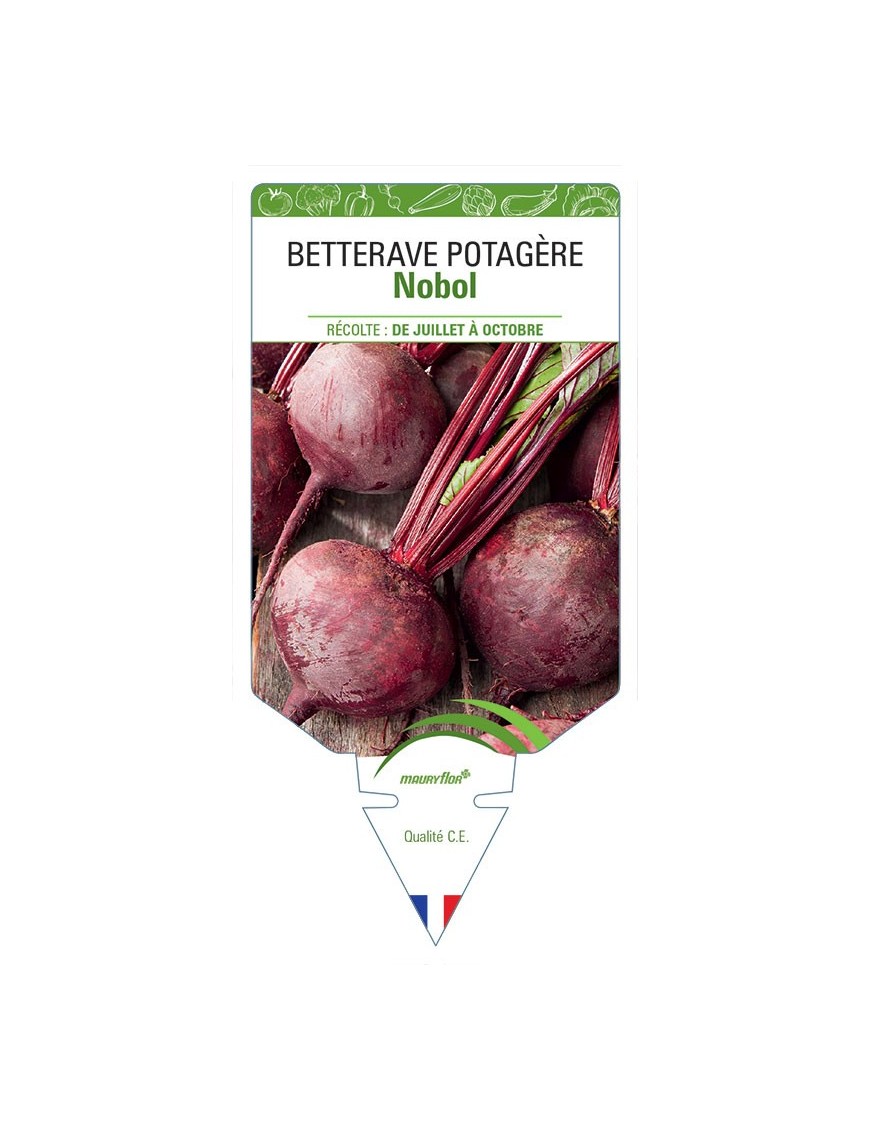 BETTERAVE ROUGE NOBOL
