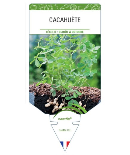 CACAHUETE *