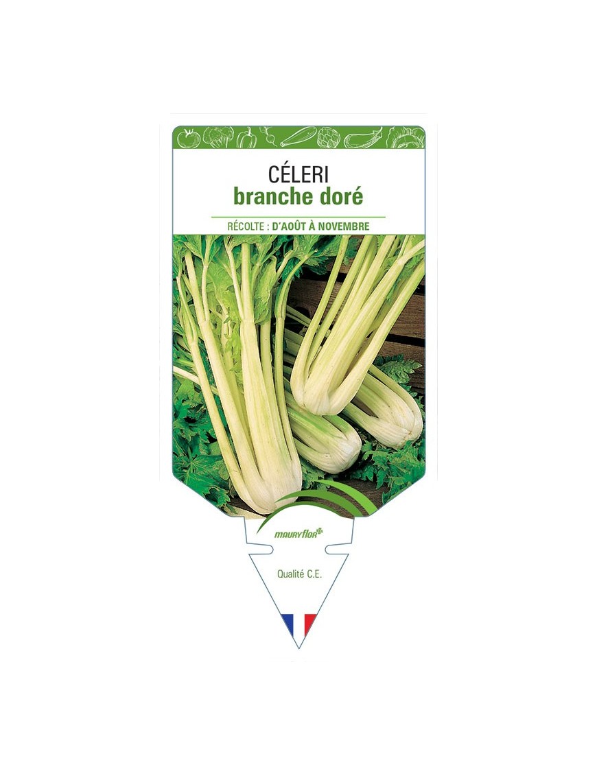 CÉLERI BRANCHE DORÉ