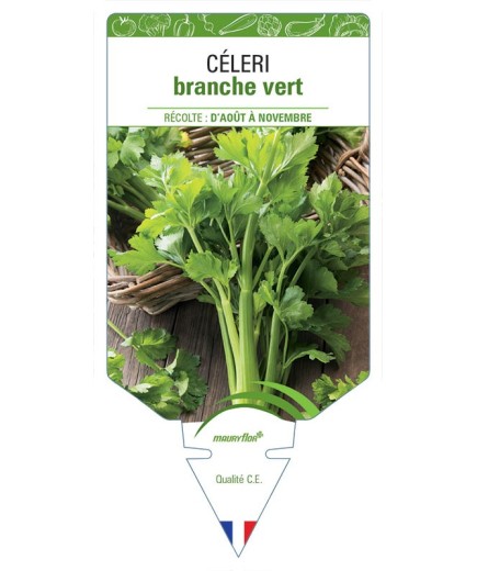 CÉLERI BRANCHE VERT