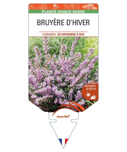 ERICA darleyensis voir BRUYÈRE D’HIVER (rose clair)