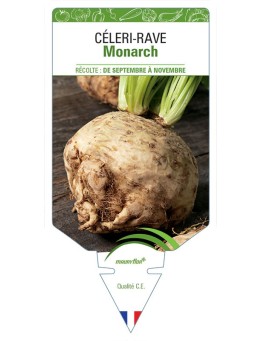 CÉLERI RAVE MONARCH