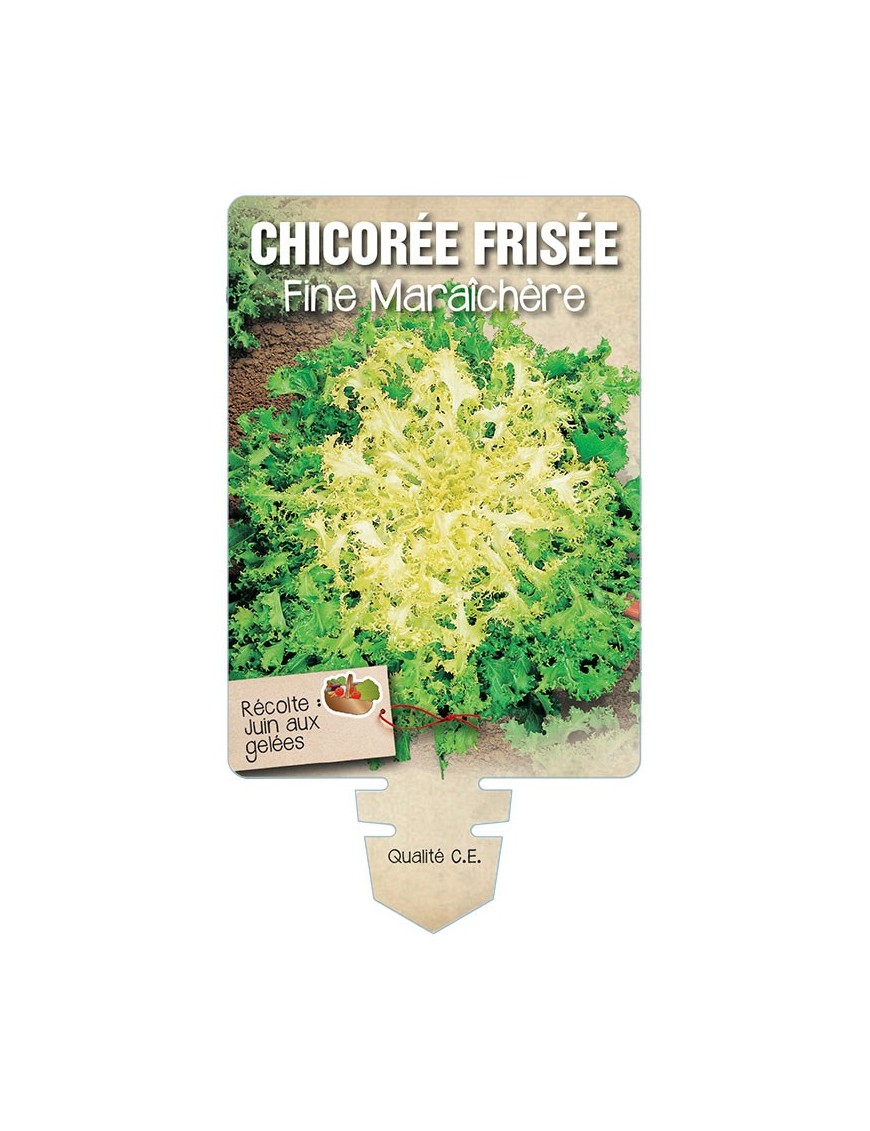 CHICORÉE FRISÉE FINE MARAICHÈRE *