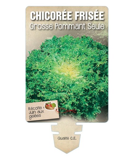 CHICORÉE FRISÉE GROSSE POMMANT SEULE *