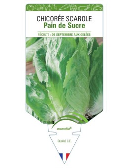 CHICORÉE PAIN DE SUCRE