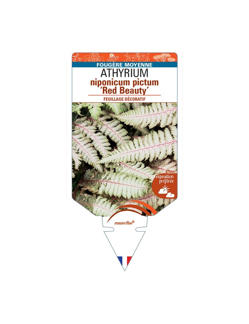 ATHYRIUM niponicum pictum Red Beauty