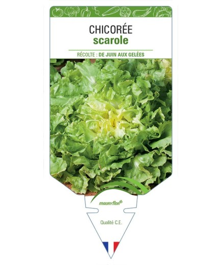 CHICORÉE SCAROLE