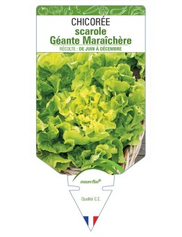 CHICORÉE SCAROLE GEANTE MARAICHÈRE *