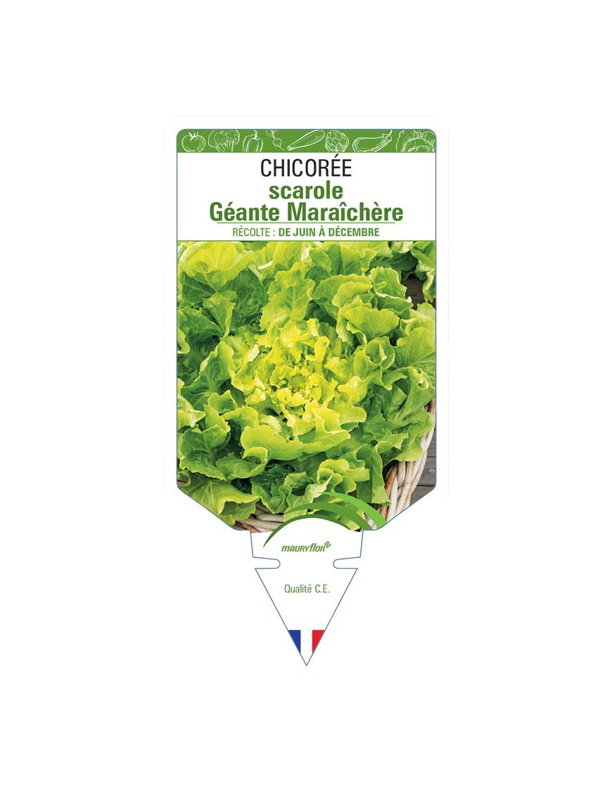 CHICORÉE SCAROLE GEANTE MARAICHÈRE *