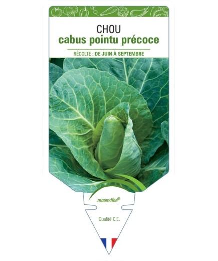 CHOU CABUS POINTU PRÉCOCE