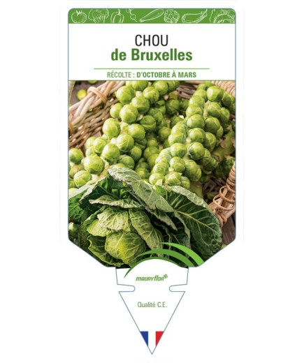 CHOU DE BRUXELLES