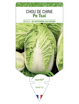 CHOU DE CHINE PE-TSAÏ *