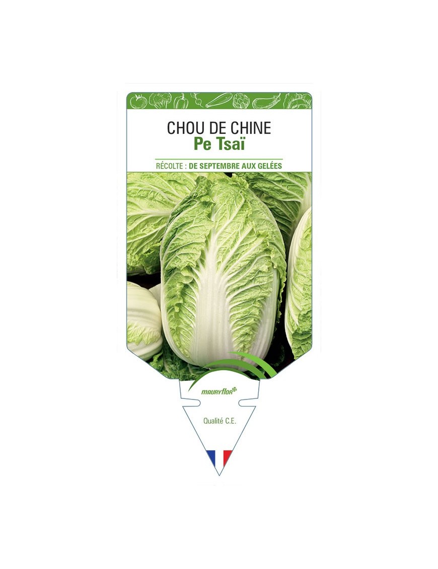 CHOU DE CHINE PE-TSAÏ *