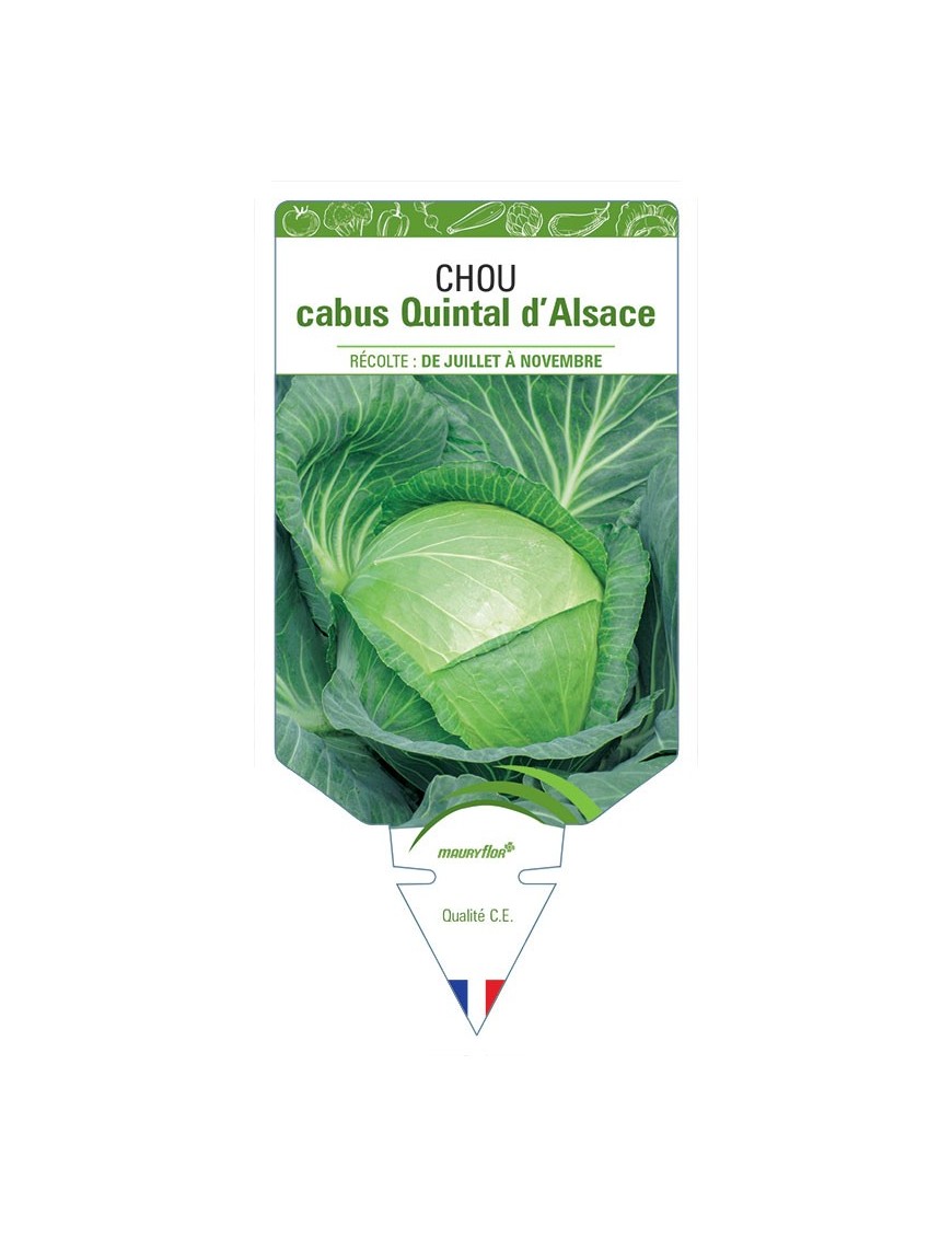 CHOU CHOUCROUTE QUINTAL D'ALSACE