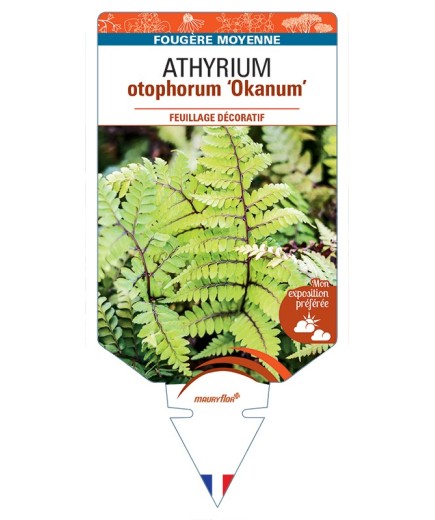 ATHYRIUM otophorum Okanum