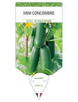 CONCOMBRE (mini)