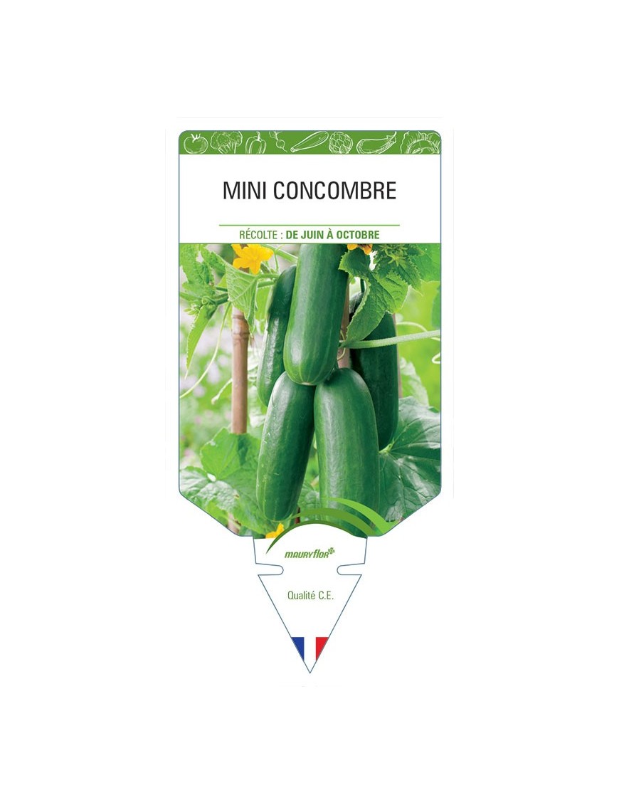 CONCOMBRE (mini)