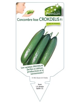 CONCOMBRE lisse CROKDELIS F1