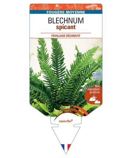 BLECHNUM spicant