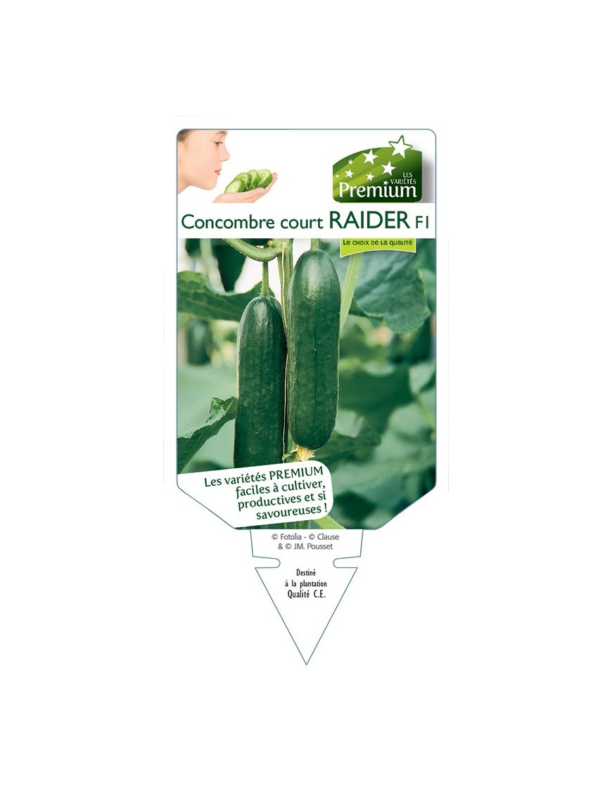 CONCOMBRE court RAIDER F1