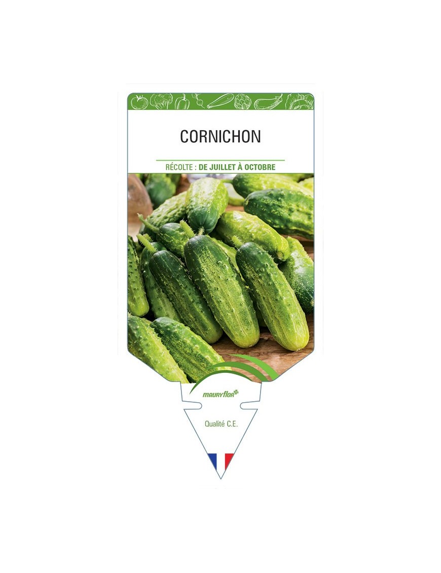 CORNICHON