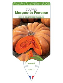 COURGE MUSQUÉE DE PROVENCE