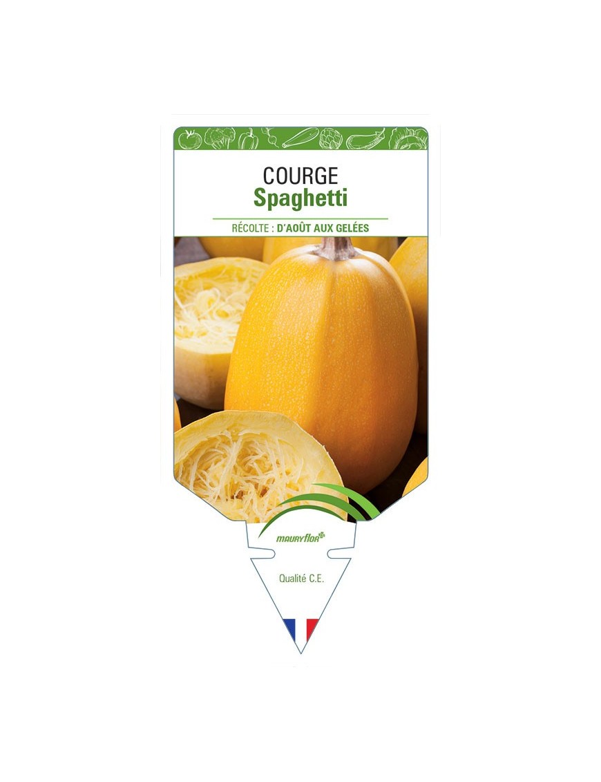 COURGE SPAGHETTI
