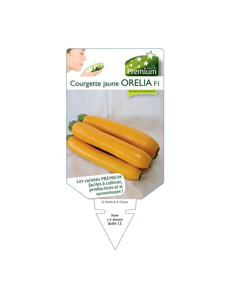 COURGETTE jaune ORELIA F1