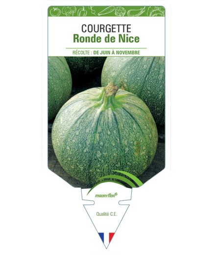 COURGETTE RONDE DE NICE